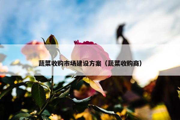 蔬菜收购市场建设方案（蔬菜收购商）