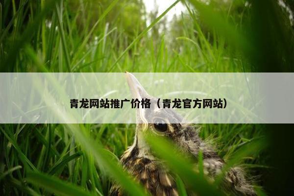 青龙网站推广价格（青龙官方网站）